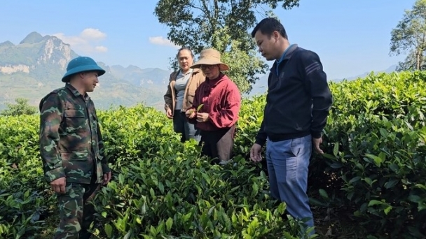 People call for each other to grow tea as 'bait' for processing businesses